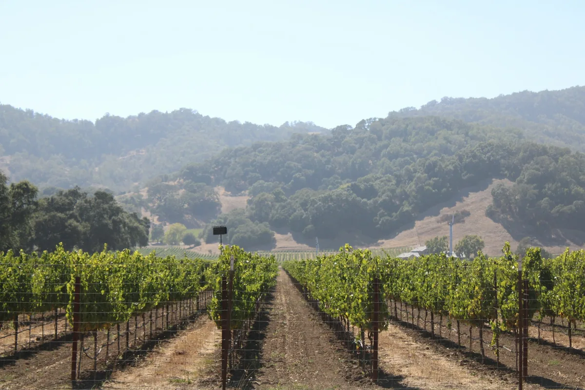 Rows of grape vines in a vineyard
