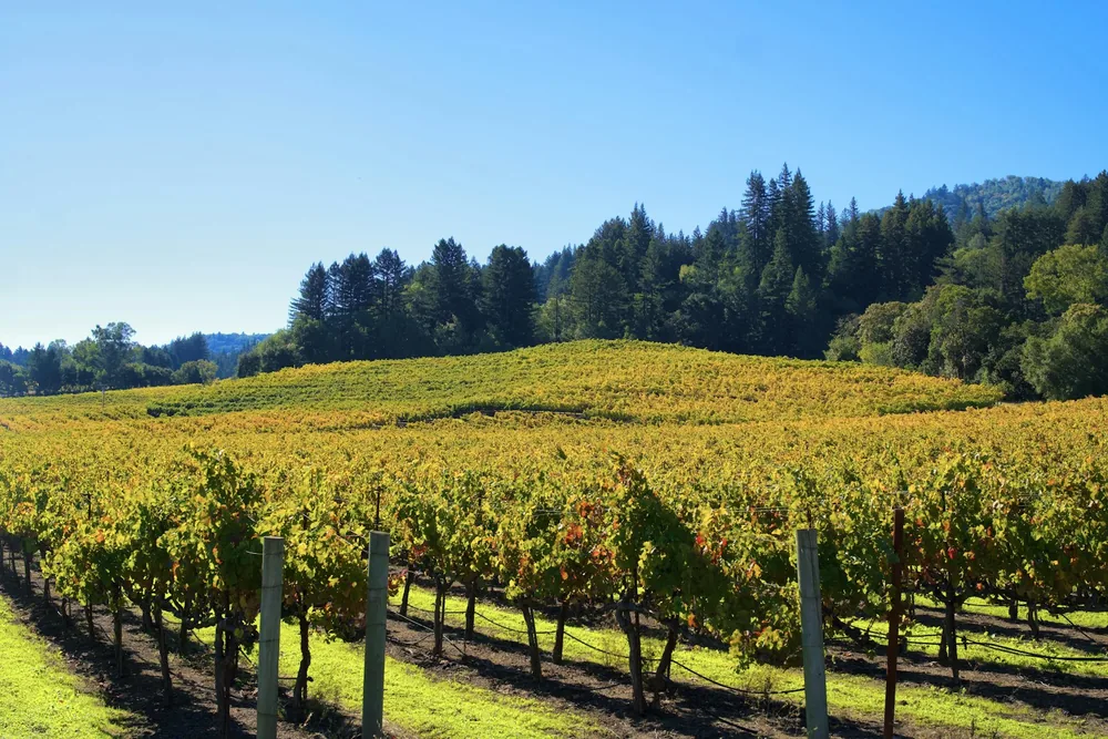 Rows of grapevines in a sunlit vineyard with rolling hills