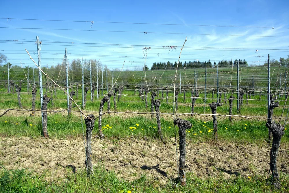 Rows of grapevines in a sunny vineyard with green grass