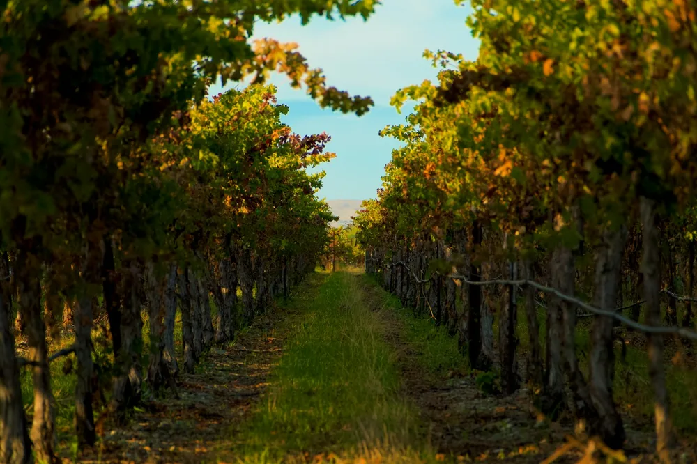 Rows of grapevines in a vineyard during autumn