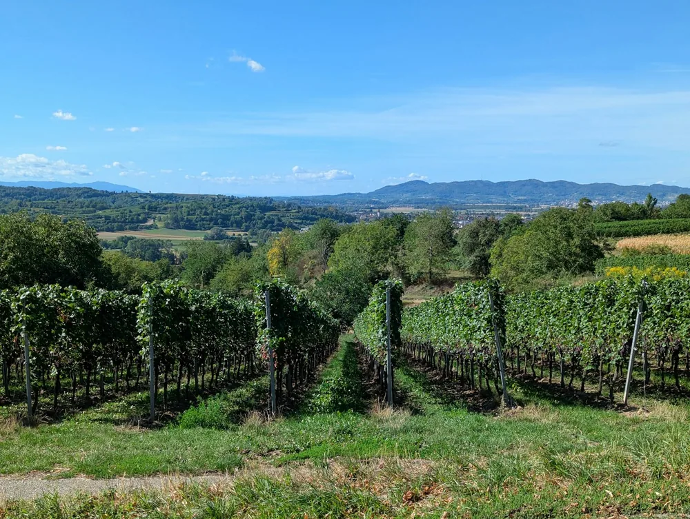 Rows of grapevines in a vineyard overlooking a valley with distant mountains