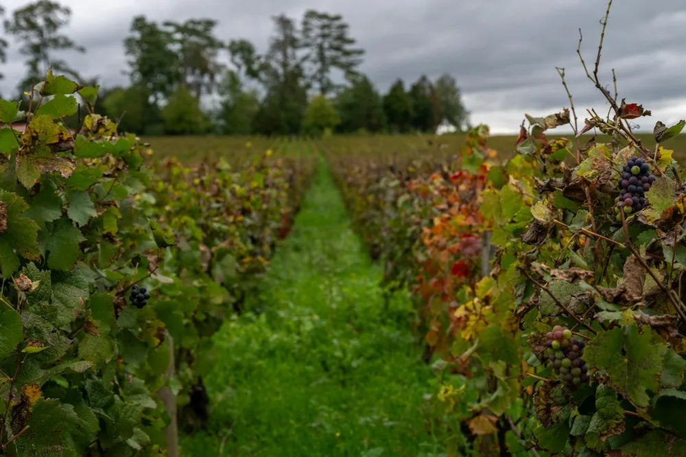 Rows of grapevines in a vineyard under cloudy sky