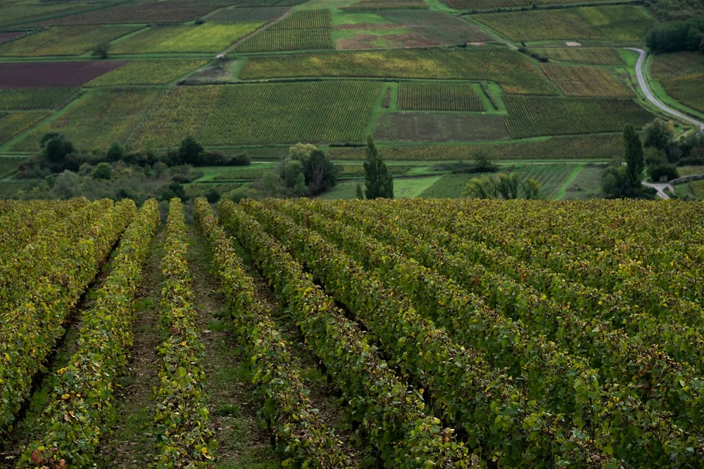 Rows of grapevines in a vineyard with fields beyond