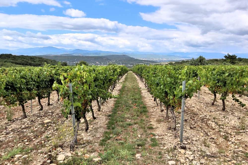 Rows of grapevines in a vineyard with mountains in the background