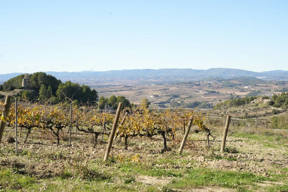Rows of grapevines in a vineyard with rolling hills