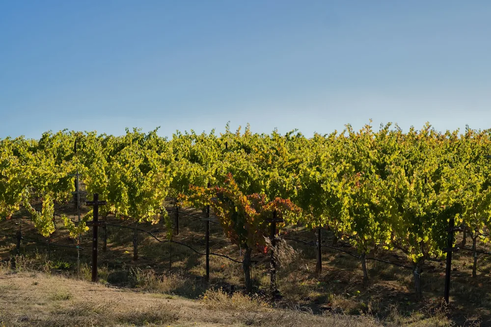 Rows of grapevines under a clear blue sky