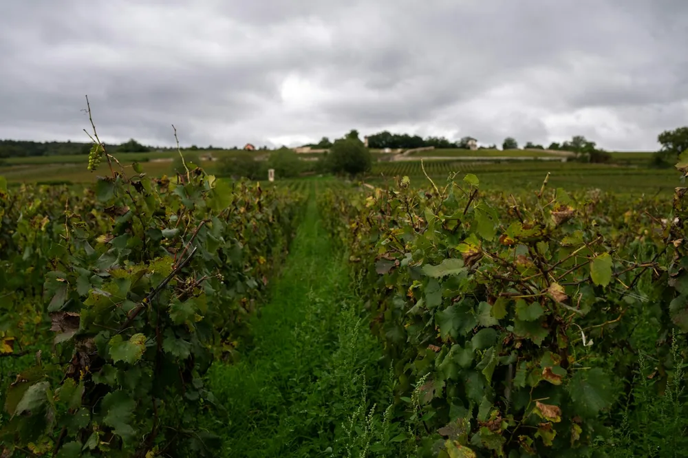 Rows of grapevines under a cloudy sky