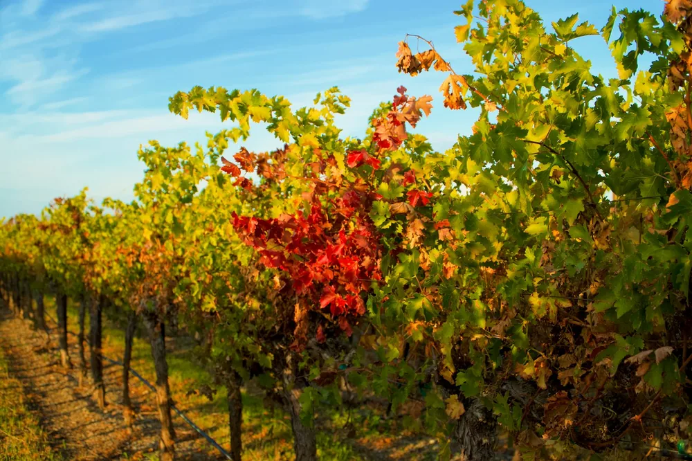 Rows of grapevines with autumn colored leaves under blue sky