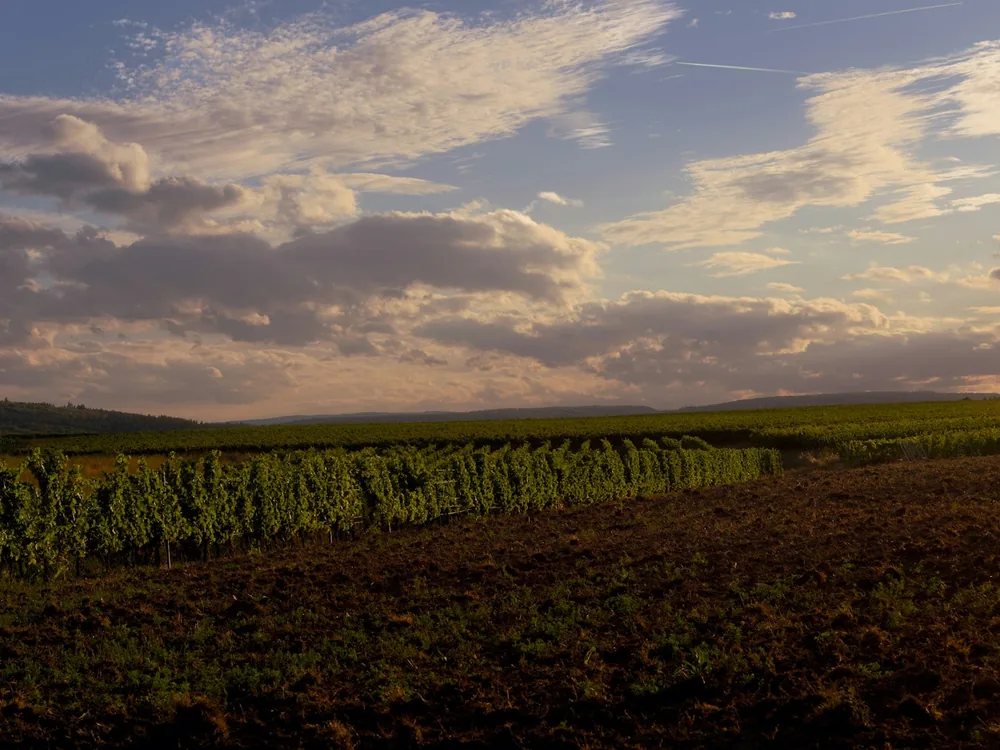 Rows of green grapevines in a vineyard under a cloudy sky at golden hour