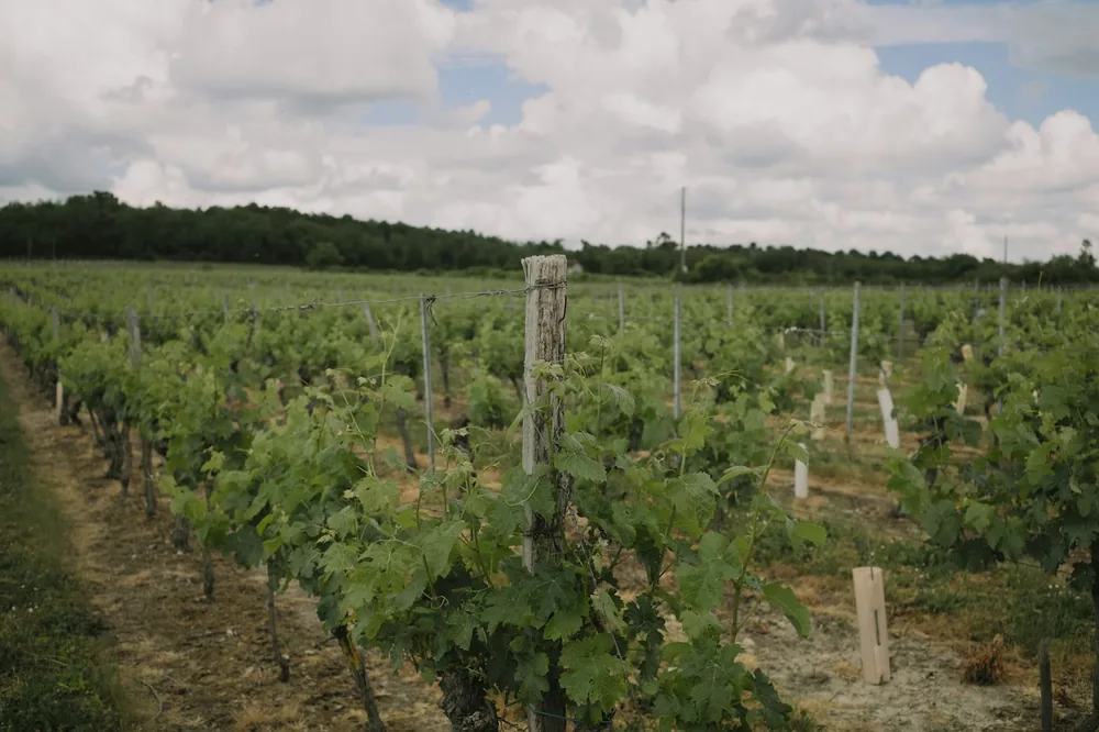 Rows of green grapevines stretch across a field