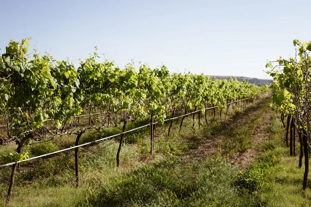 Rows of green grapevines under a clear blue sky in a vineyard