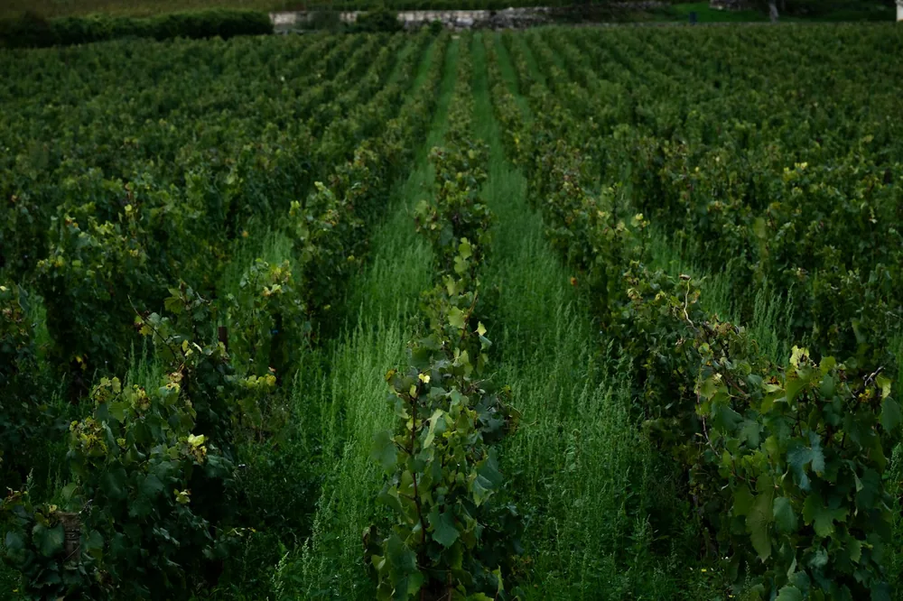 Rows of green vineyard plants stretching into the distance