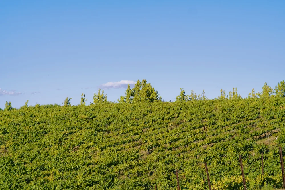 Rows of green vineyard under a clear blue sky