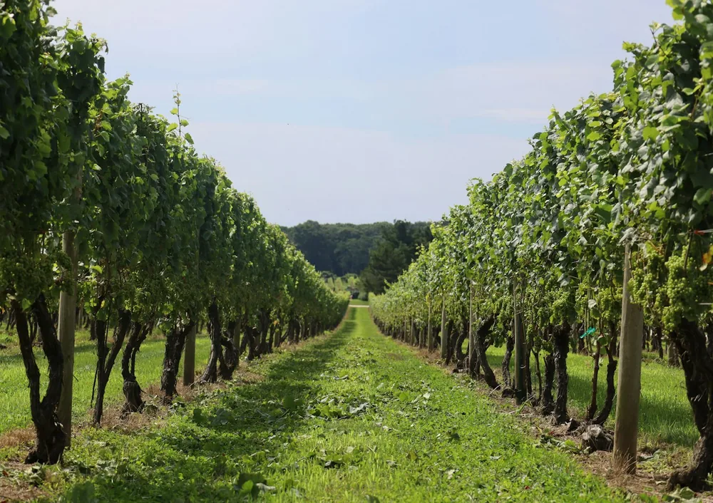 Rows of lush green grapevines in a vineyard under a clear blue sky