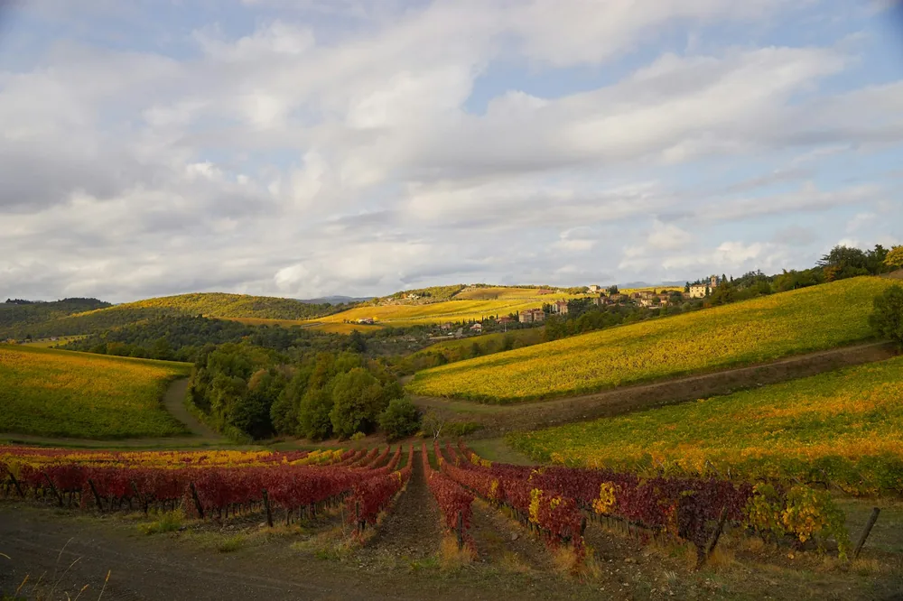 Rows of red and yellow grapevines in a rolling landscape under a cloudy sky