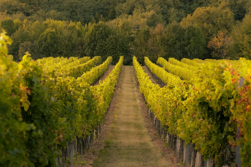Rows of vines in a vineyard with trees in the background