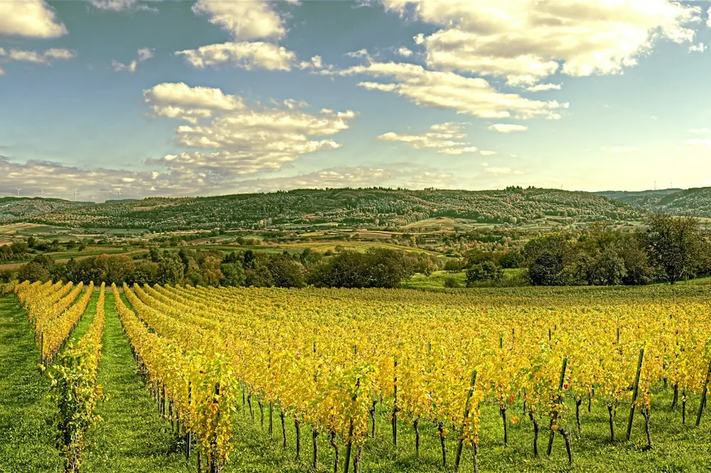 Rows of yellow grapevines in a vineyard under cloudy sky