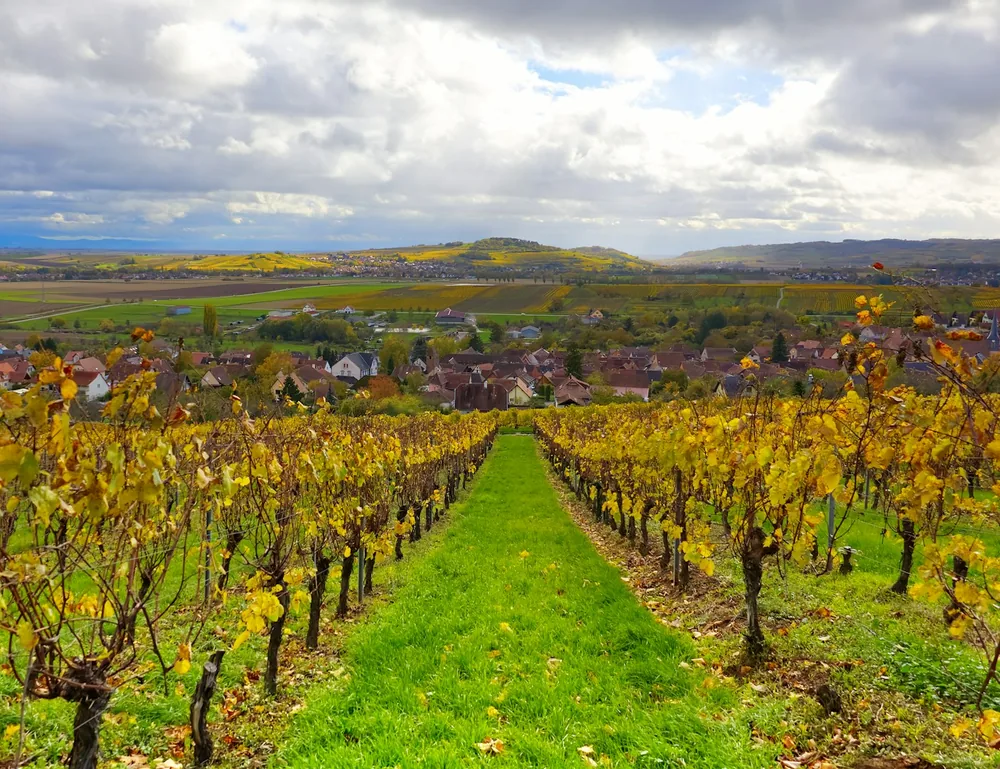 Rows of yellow vineyard with distant village and hills