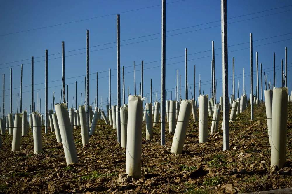 Rows of young vines in protective tubes and stakes on a vineyard under a blue sky