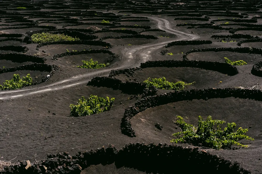 Rugged volcanic vineyards on Lanzarote, showcasing unique circular formations