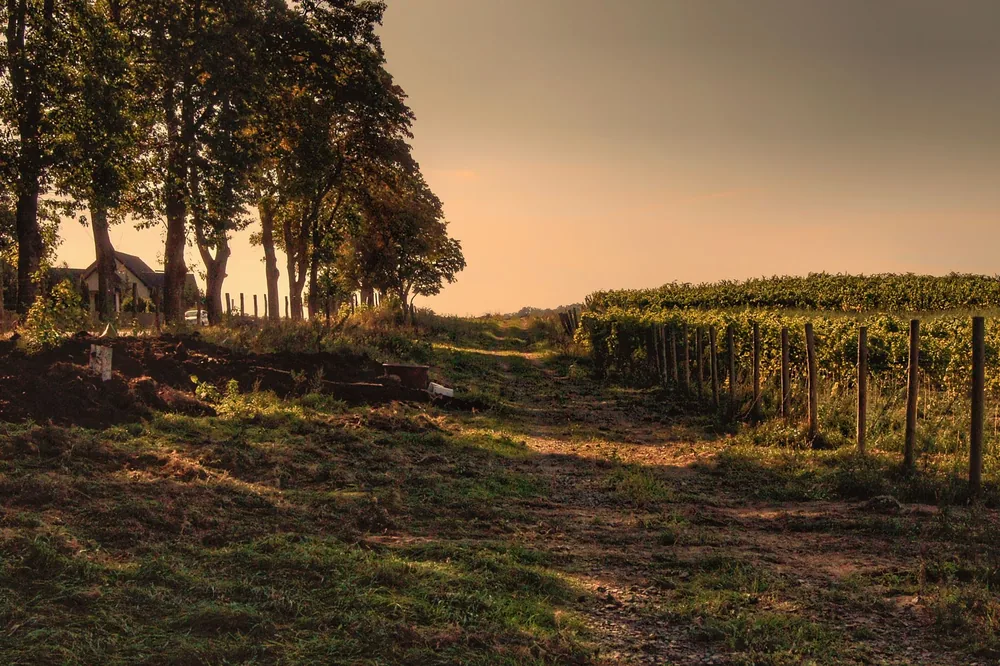 Rural landscape with a tree-lined pathway and vineyard at sunset