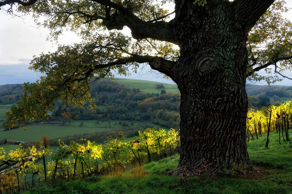 Rural scene featuring a large oak tree overlooking Odernheim am Glan's landscape