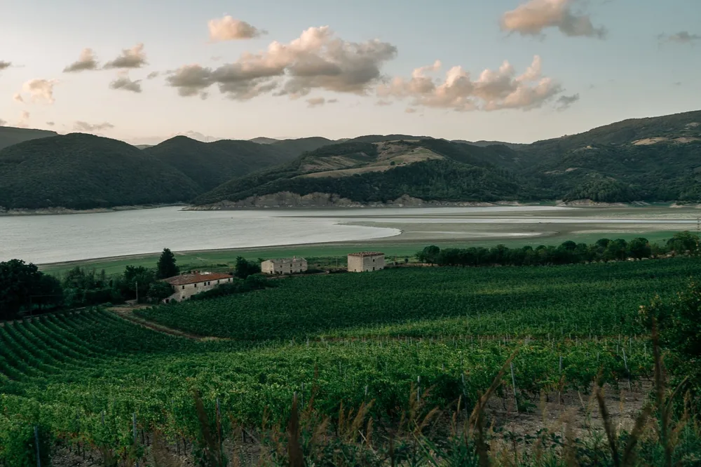 Rural scene with vineyards by a lake and hills under a twilight sky