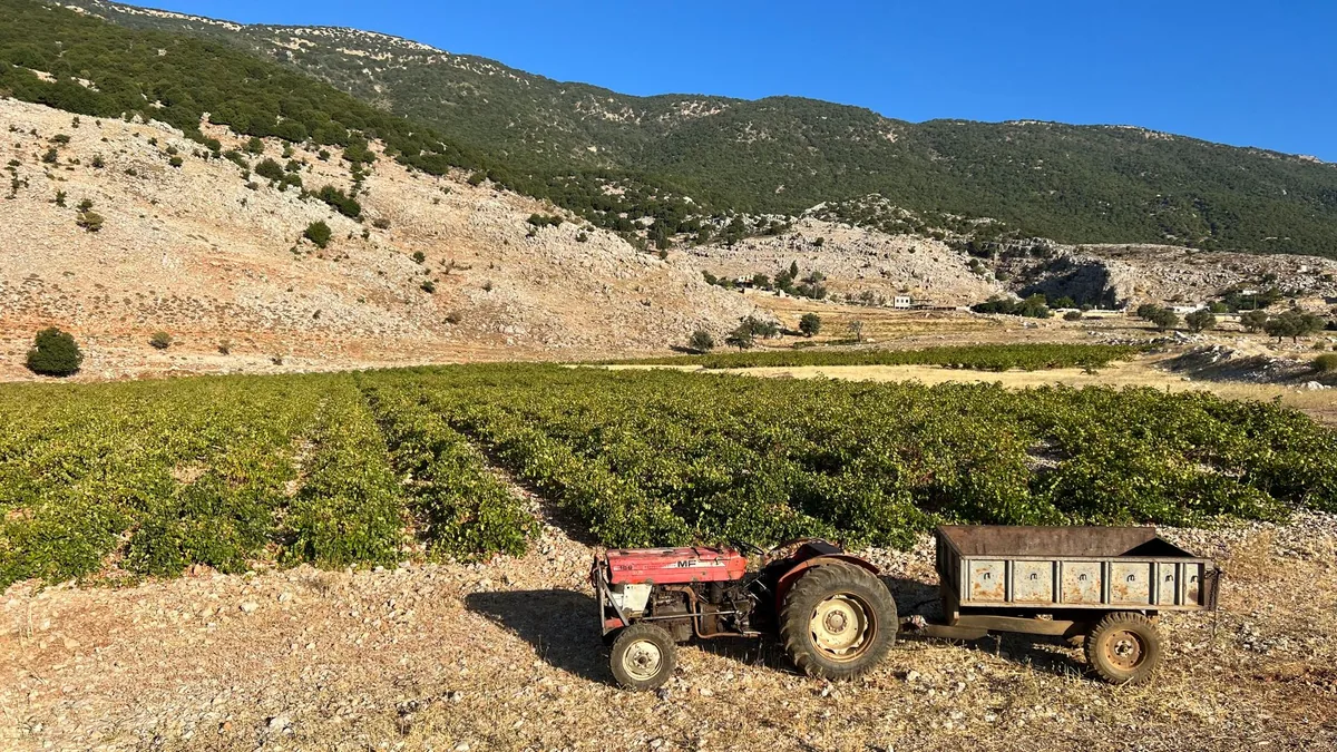 Rural vineyard with a tractor and trailer under a clear blue sky