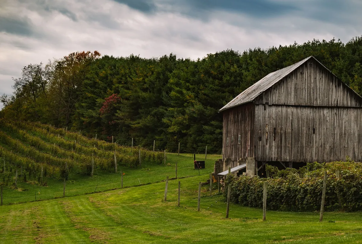 Rustic barn set amidst a lush vineyard, perfect for agricultural themes