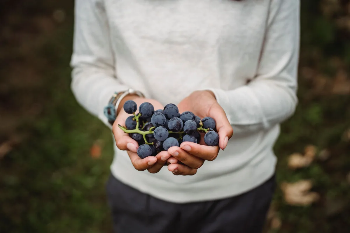 Farmer showing bundle of ripe grapes in vineyard