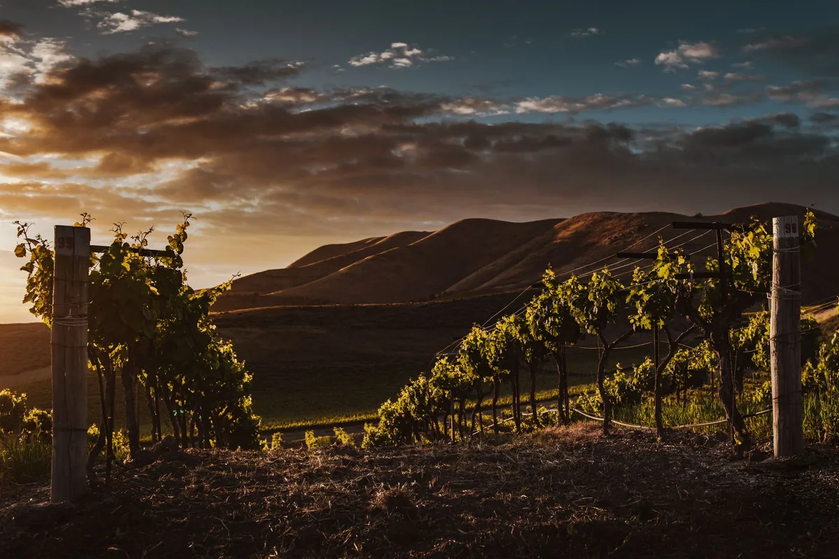 Golden oak-dotted hills above a vineyard in warm late-afternoon light