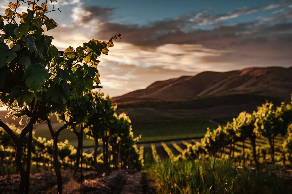 Vineyard at sunset in Santa Maria, CA with lush grapevines against rolling hills