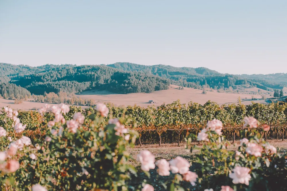 Scenery view of blossoming bushes with gentle flowers against mountain under light sky on summer day in countryside