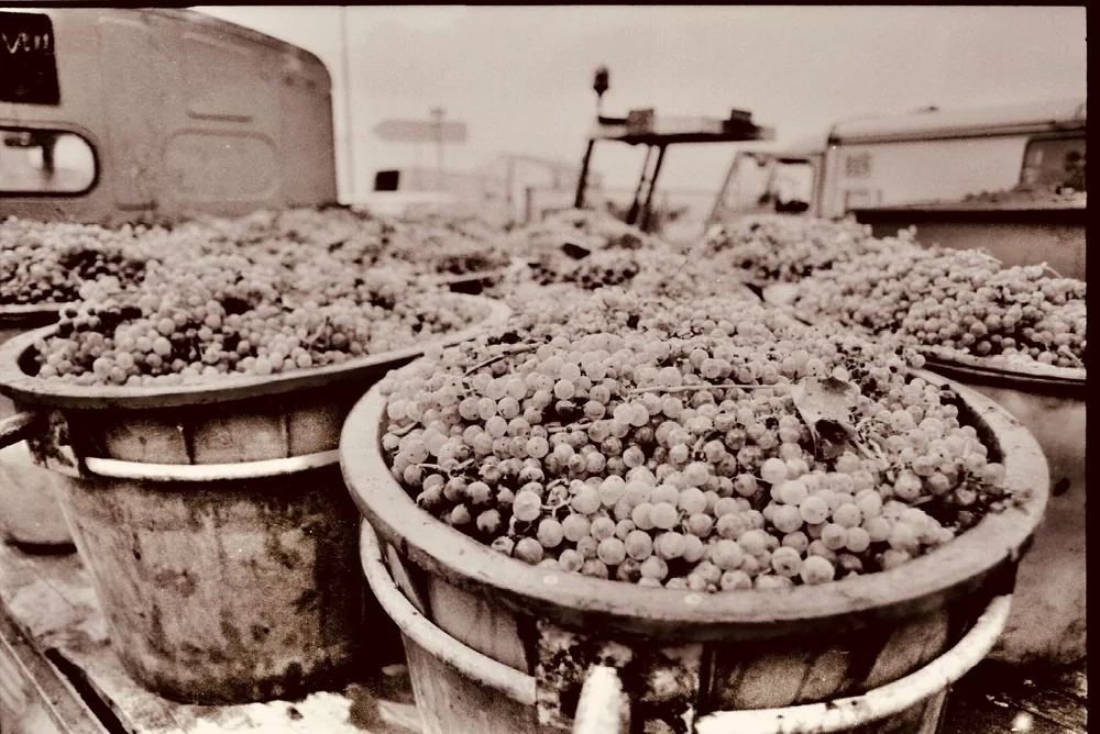 Sepia-toned image of harvested grapes in rustic containers, showcasing vintage rural farming