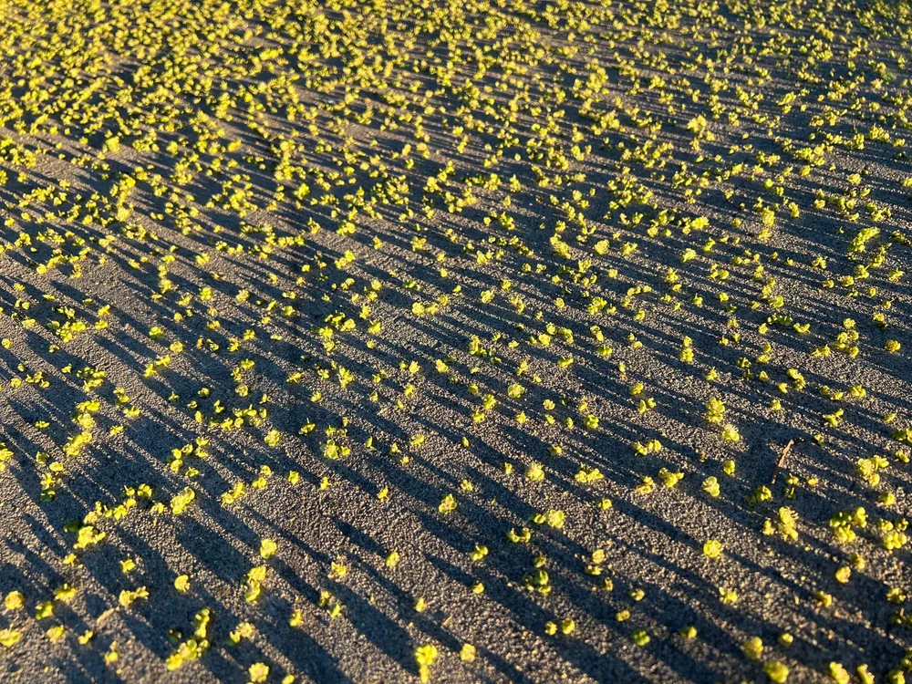 Shadows cast over a field of blooming yellow wildflowers