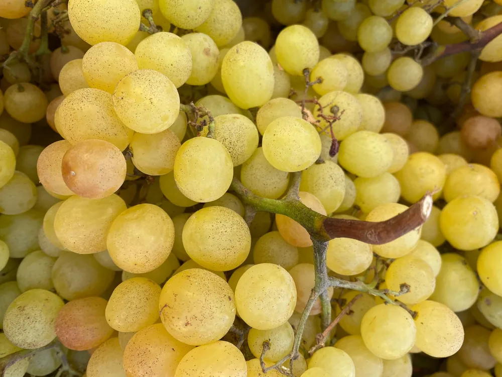 Shot of fresh yellow grapes clustered on the vine, showcasing their natural beauty