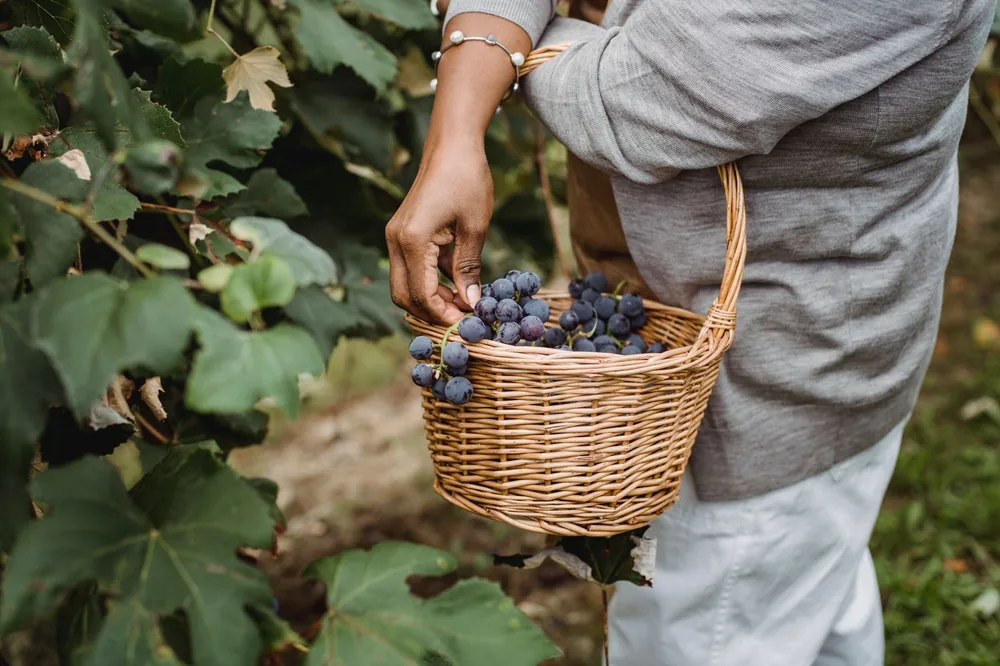 Side view of crop anonymous female gardener with straw basket collecting ripe grapes in vineyard