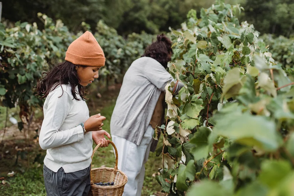 Side view of young ethnic female in casual clothes carrying baskets full of fresh berries while harvesting ripe black grapes in country in soft daylight
