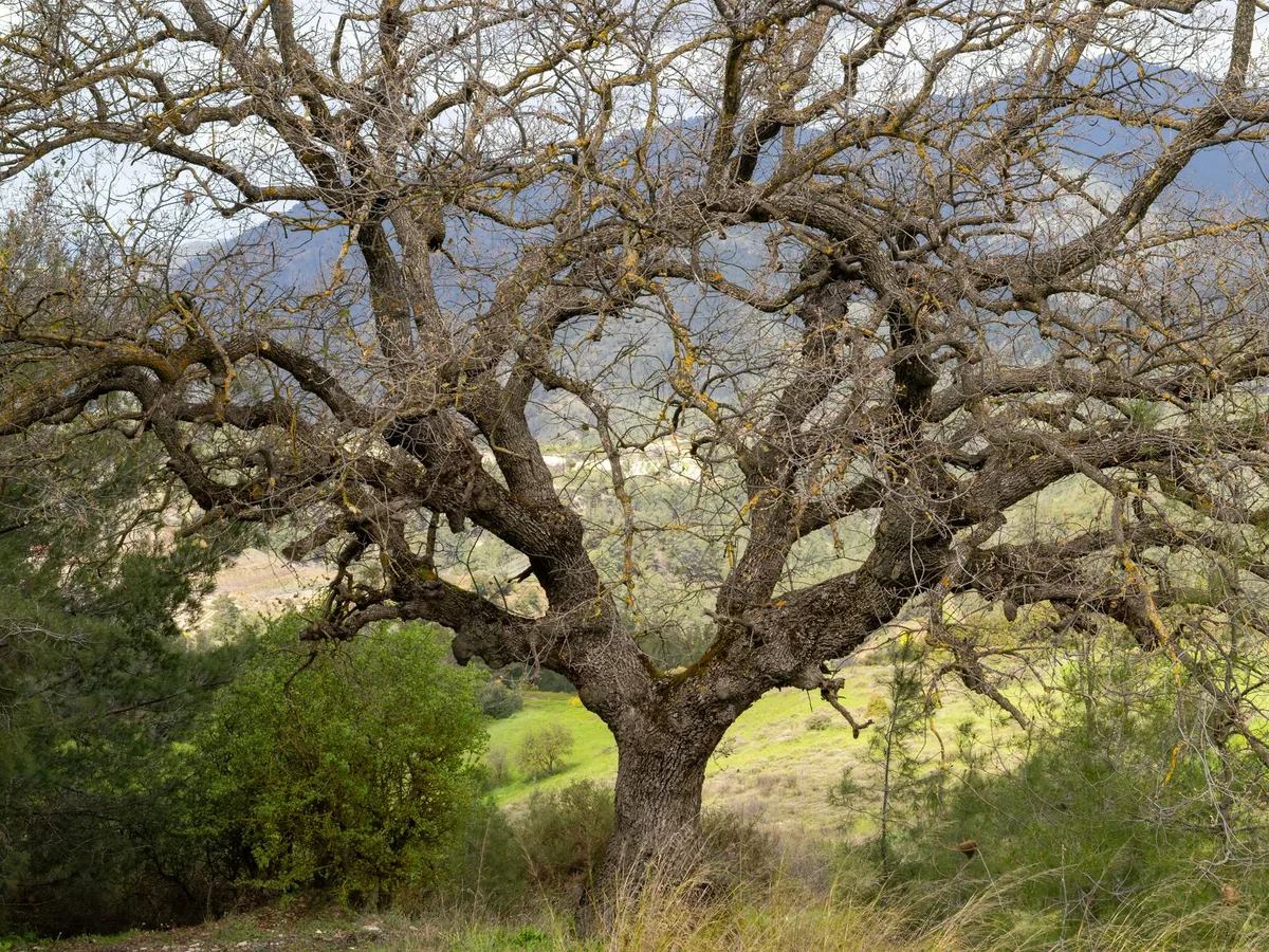 A thick gnarled old vine trunk standing alone in bare winter ground