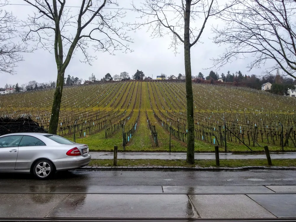 Silver car parked by a vineyard on a cloudy day