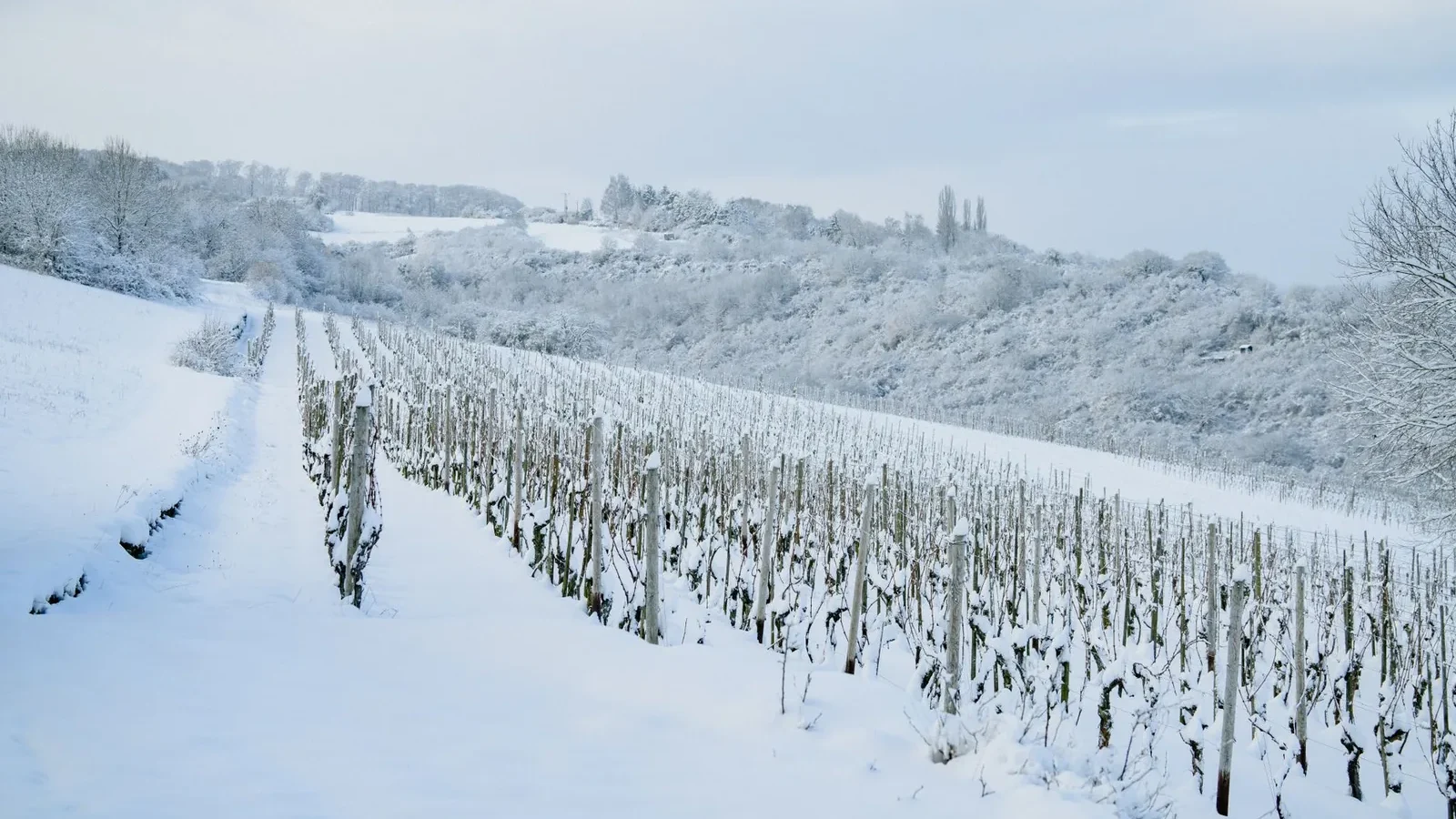 Snowy land with dry plants and trees with hills on background under cloudless sky in wintertime