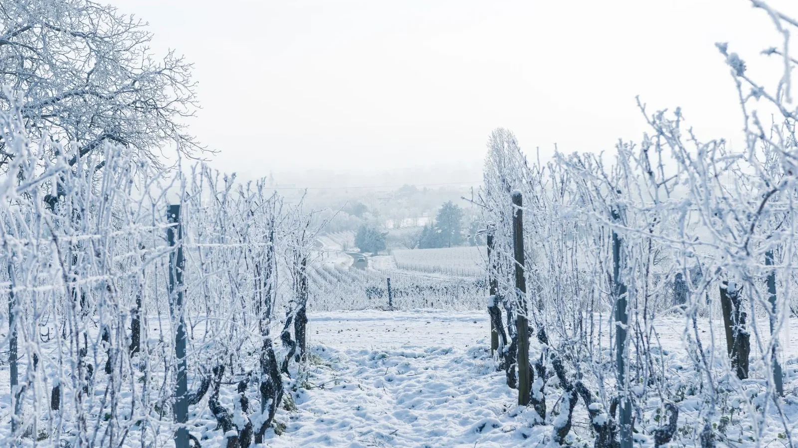Snowy vineyard path covered in frost during winter, creating a serene landscape