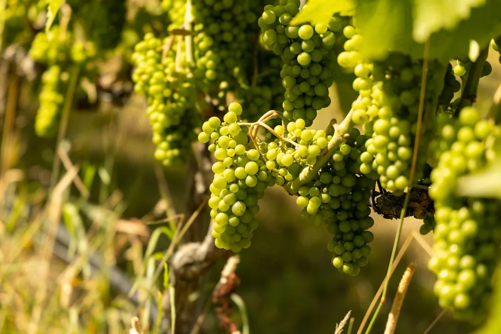 Solaris grapes in the vineyard