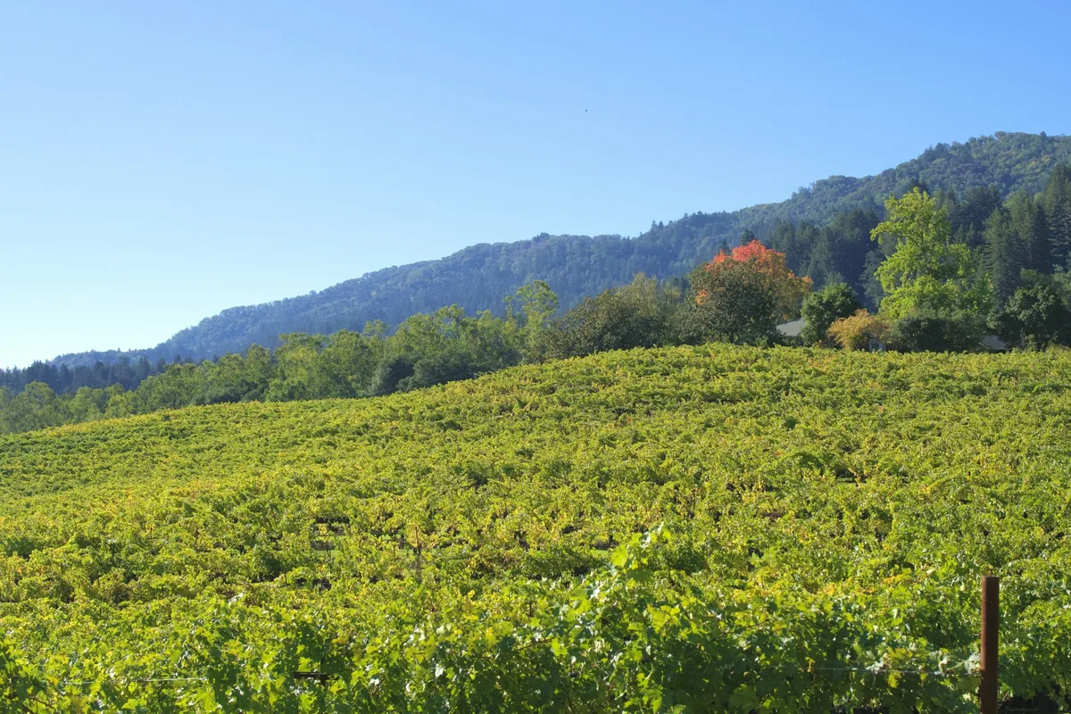 Vineyard on a sunny day with rolling hills