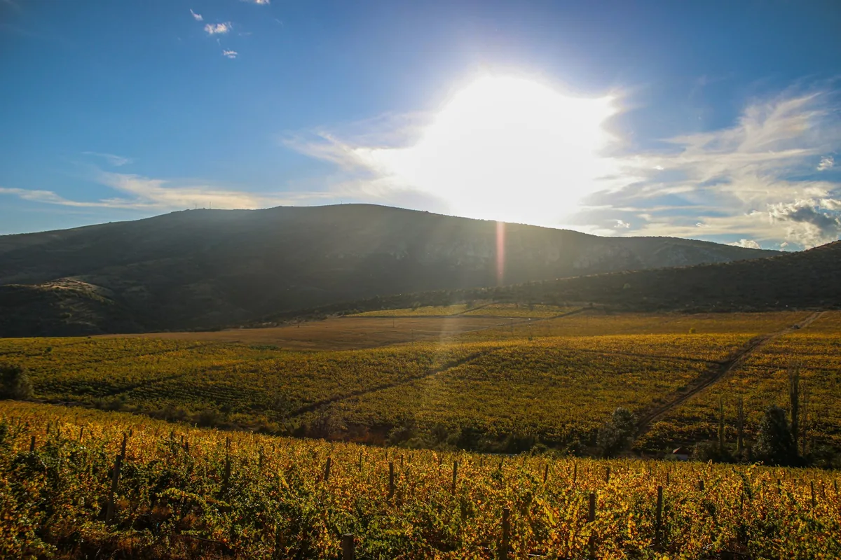 The sun is shining over a field of crops
