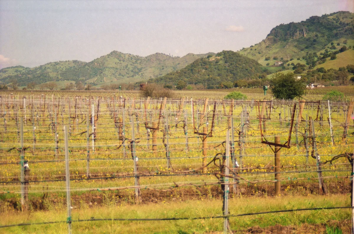 Grapevines in a vineyard against the backdrop of rolling hills in Northern California