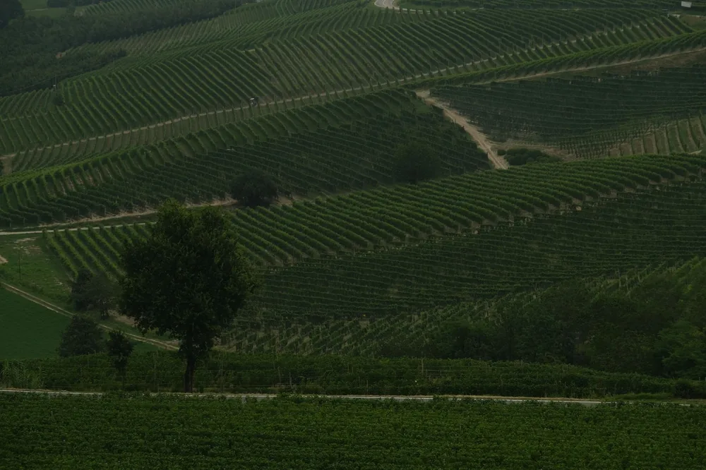 Sprawling vineyard fields with green grapevines and a solitary tree