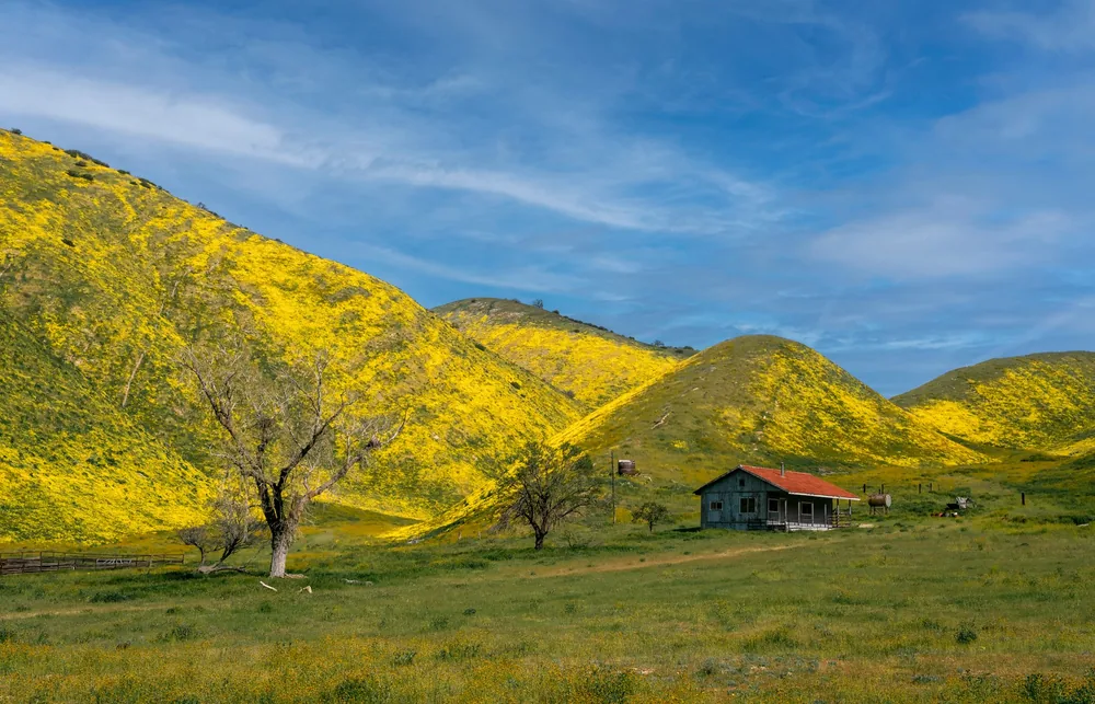 Spring scene in Santa Margarita, California with yellow hills and a rustic house