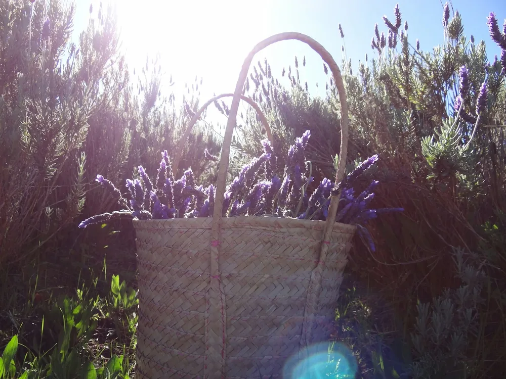 Stellenbosch in shades of lavender and mountain blue
