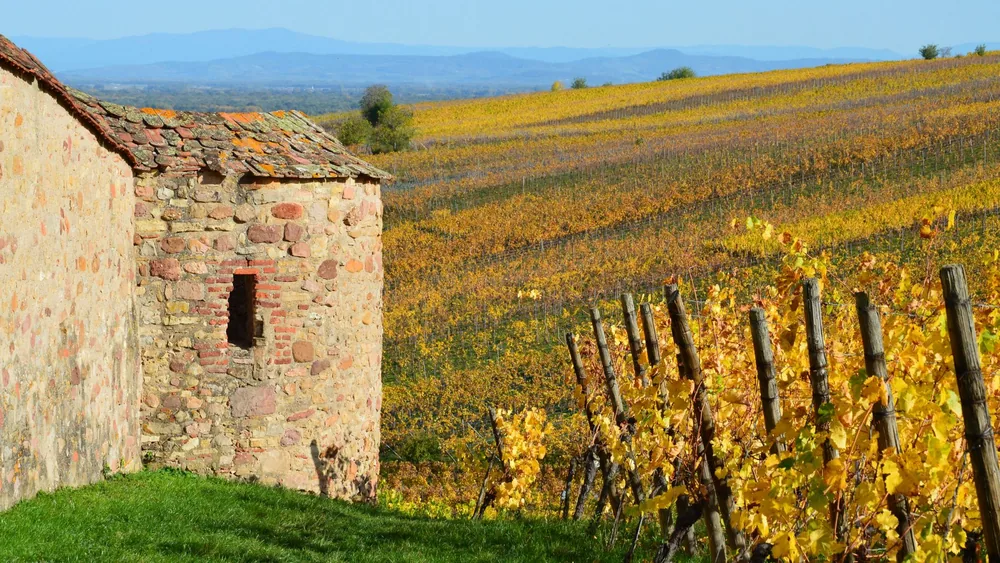 Stone building amidst rolling vineyard hills in autumn, capturing rural beauty